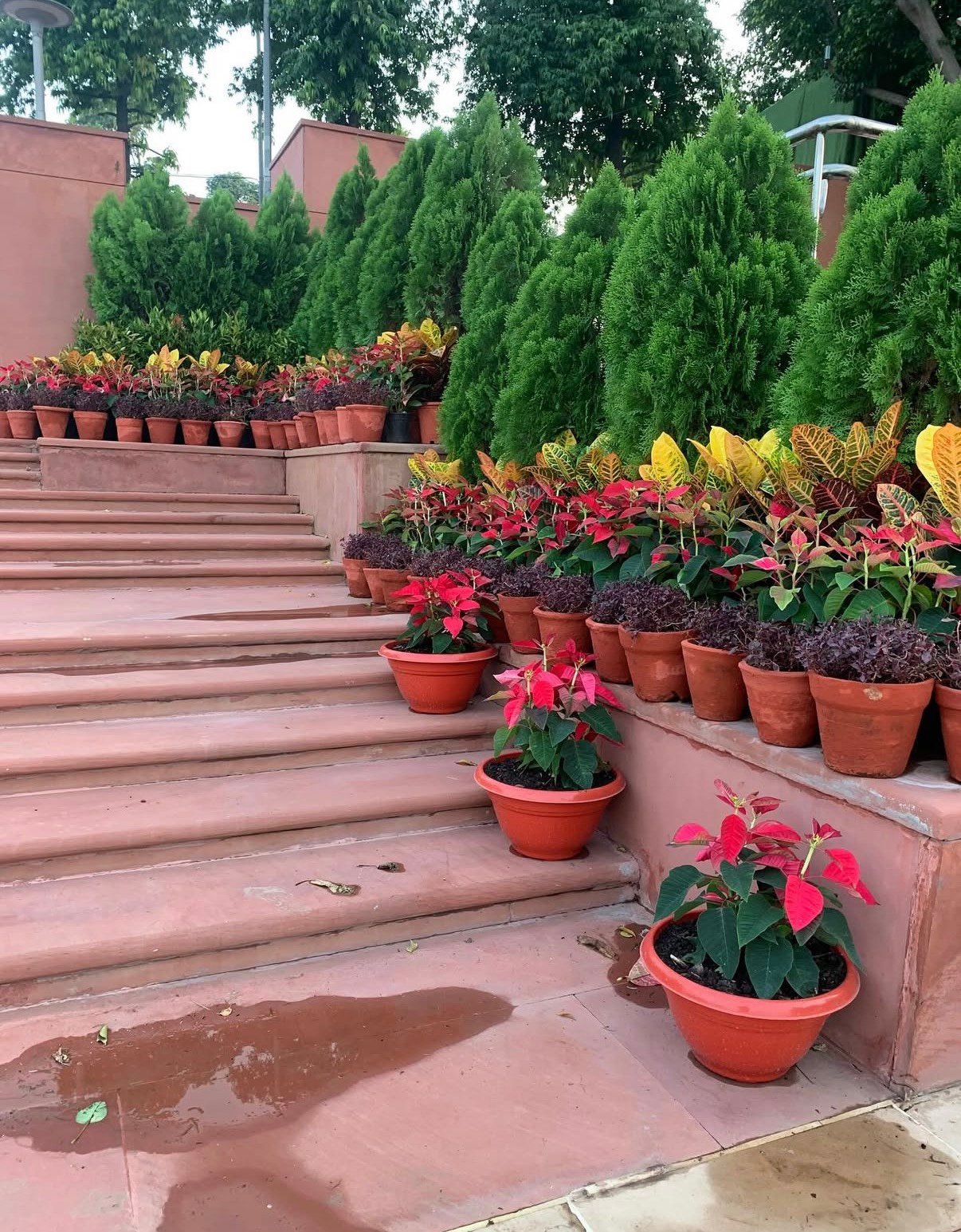 Lush Conifers & Tiered Flora Display